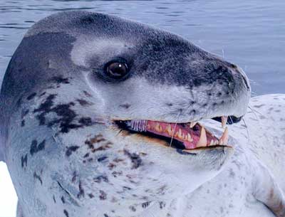 LeopardSeal.jpg