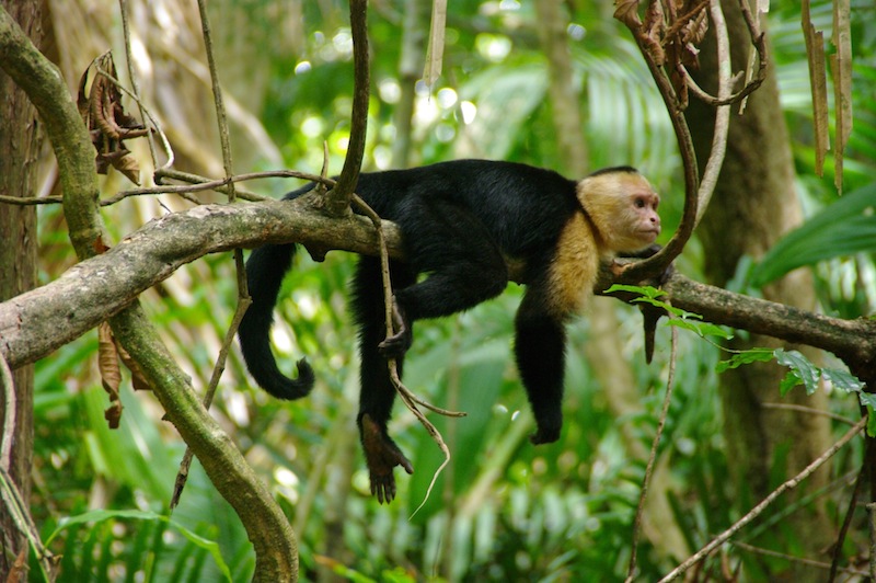 6 - Manuel Antonio.jpg