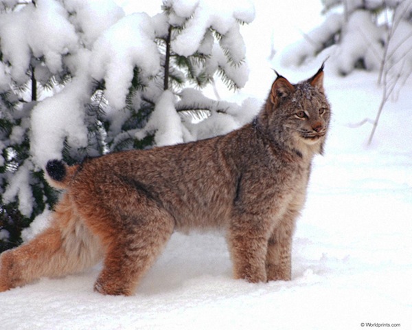 lynx.jpeg
