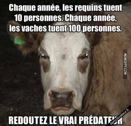 vache.jpeg