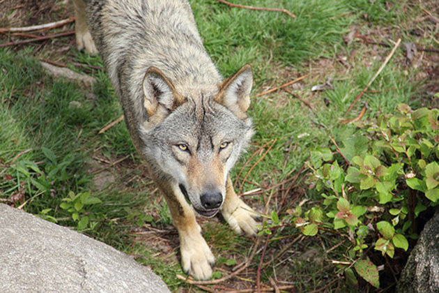 loup.jpg