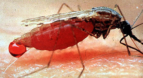 Malaria.jpg