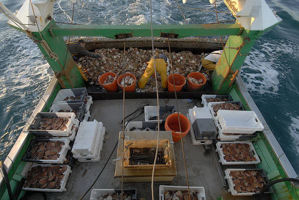 coquilles saint jacques-peche.jpg