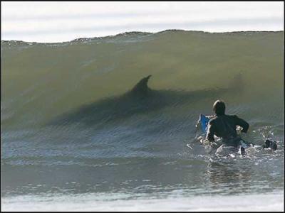 attaque-requin-.jpeg