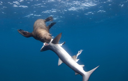 Otarie-requin2.jpg