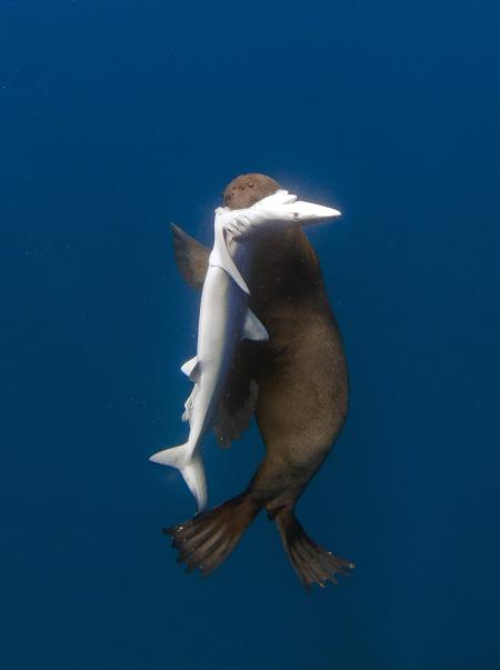 Otarie-requin1.jpg