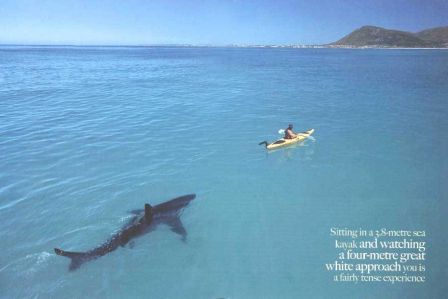shark.jpg