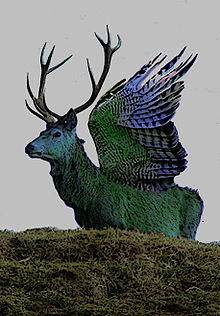 cerf volant.jpg