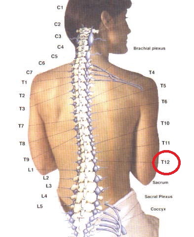vertebre.JPG