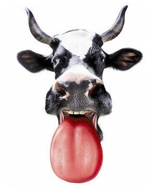 vache.jpg