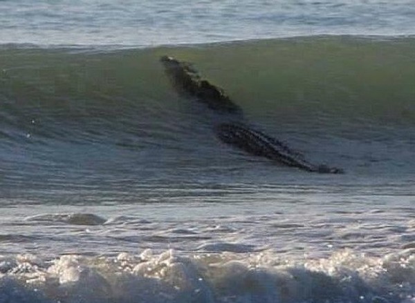 a-CROCO-640x468.jpg