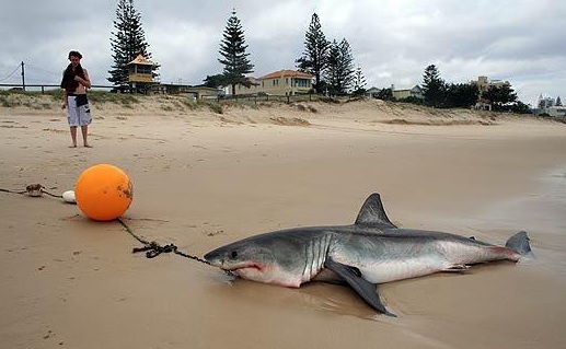 requin.jpg
