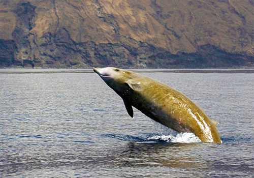 rencontre-baleine.jpg