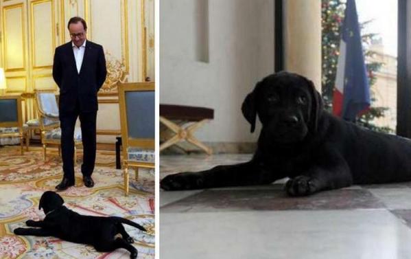 y a du chien.jpg
