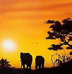 elephants.jpg